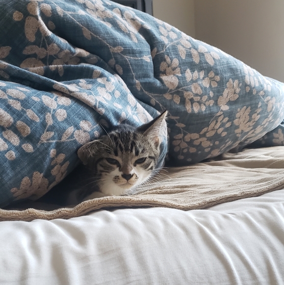 Meet your Posher, Aliana - Picture 2 of 2